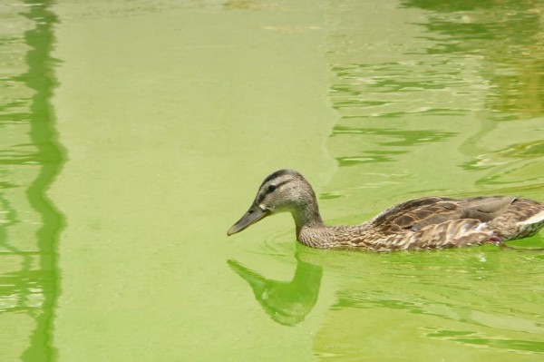 canard_de_la_ciutadella_1