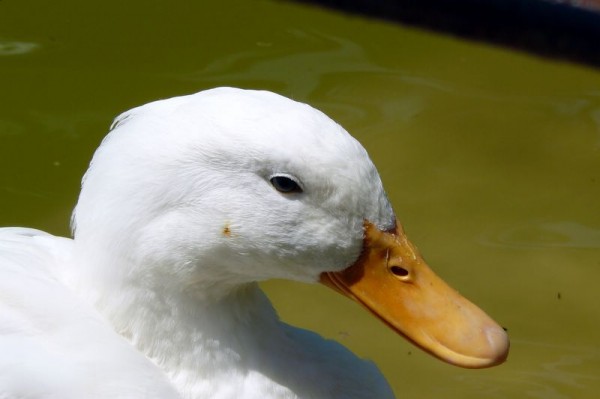 canard_de_la_ciutadella_2