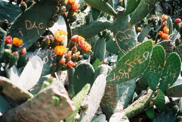 figuiers_de_barbarie_1