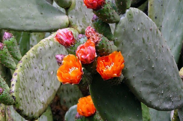 figuiers_de_barbarie_2