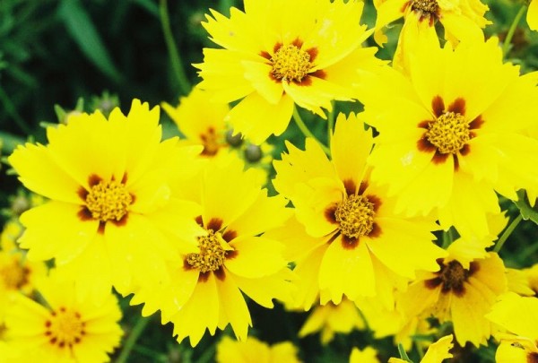 jardins_de_miramar_1