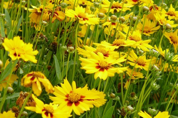 jardins_de_miramar_2