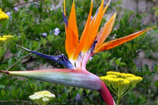 jardins_de_miramar_3