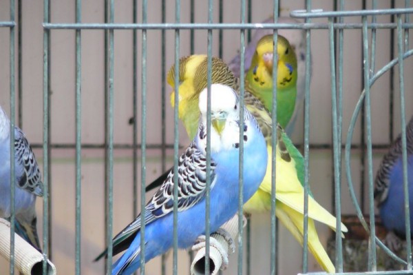 la_rambla__periquitos_machos_1