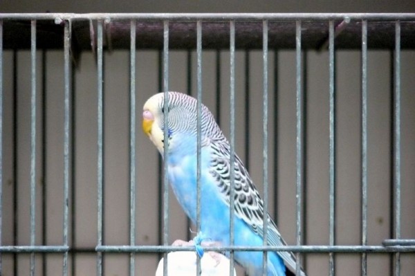 la_rambla__periquitos_machos_3