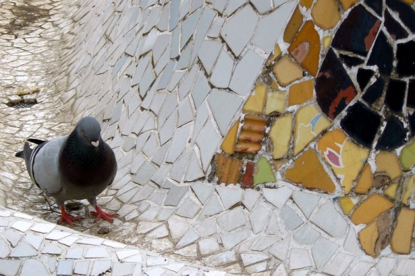parc_guell__pigeon_1