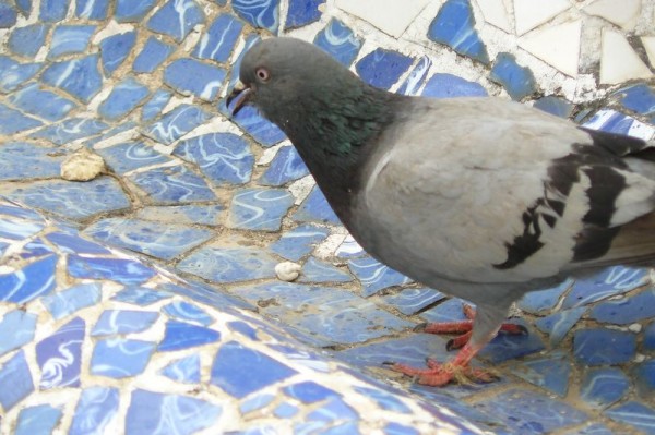 parc_guell__pigeon_2